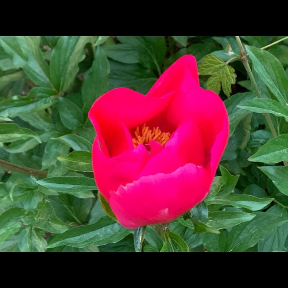 Meet your Posher, Laureen - Picture 5 of 6